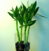 4 Cane Lotus Bamboo .png